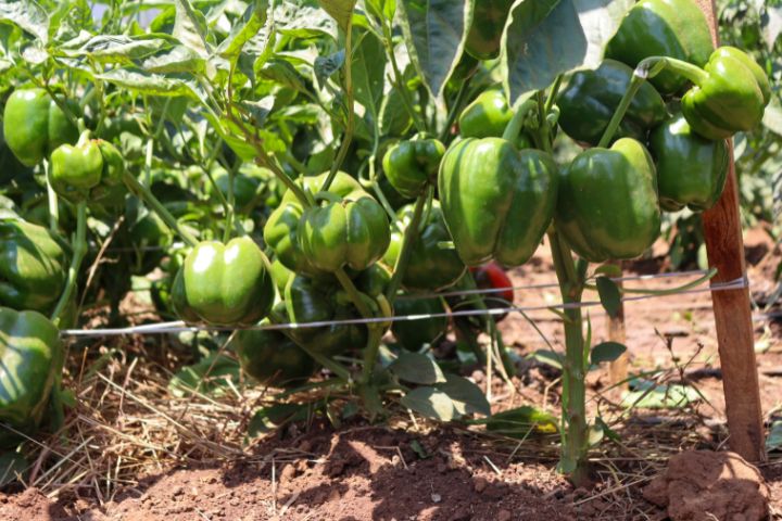AGITECH GRAND EXPO 2024 (OCTOBER)